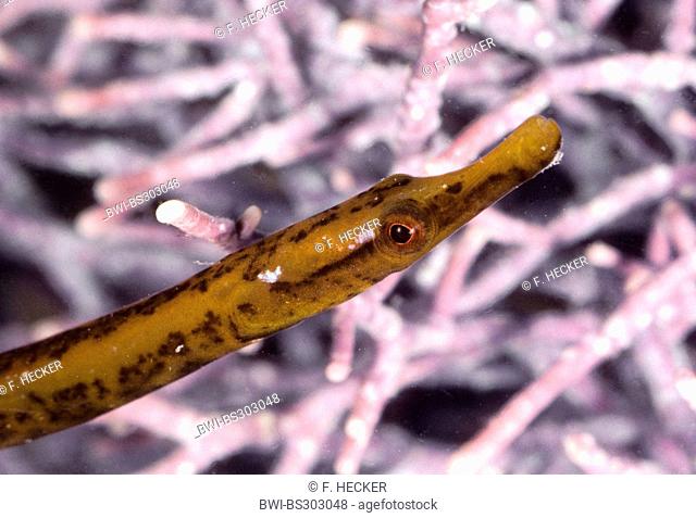 Straight-Nosed Pipefish, Straightnose pipefish (Nerophis ophidion), lateral portrait over a seaweed meadow