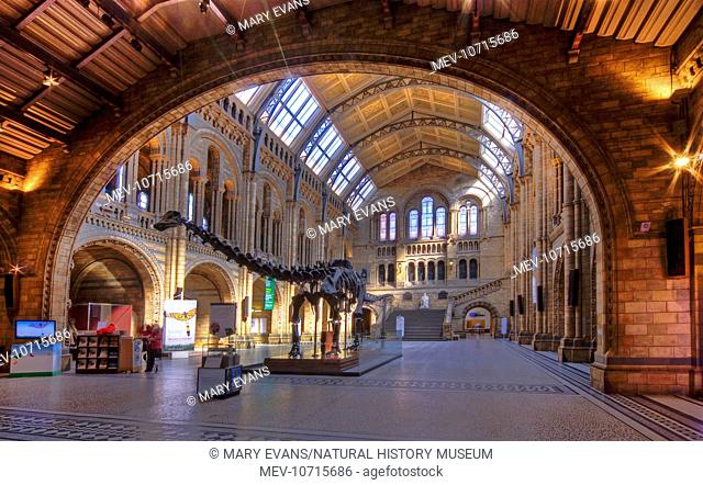 An interior shot of the Central Hall at the Natural History Museum, featuring the Diplodocus skeleton. The museum was designed by Alfred Waterhouse (1830-1905)...