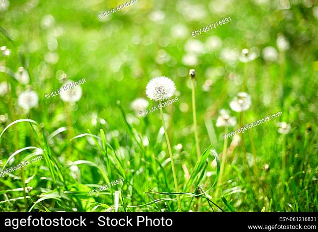 Dandelion field with fluffy dandelion flowers and green meadow grass in the spring in sunlight, wind day