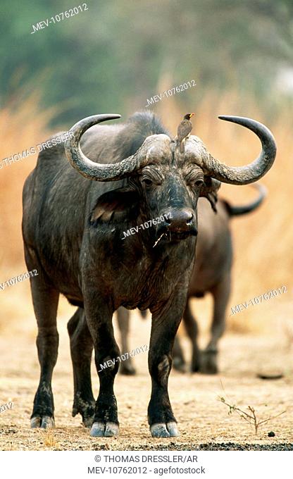 African / Cape BUFFALO - bull with Yellow-billed Oxpecker, Buphagus africanus (Syncerus caffer caffer)