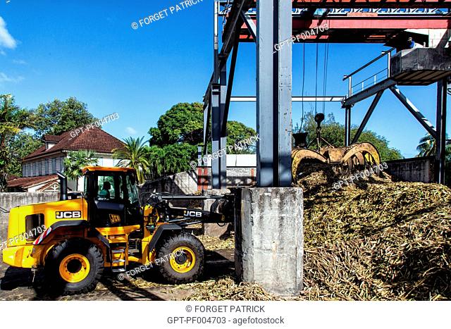 STORING OF THE SUGAR CANE STALKS BEFORE CRUSHING, SAINT-JAMES DISTILLERY, SAINTE-MARIE, MARTINIQUE, FRENCH ANTILLES, FRANCE