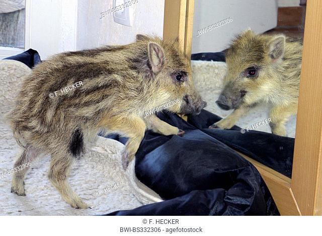 wild boar, pig, wild boar (Sus scrofa), orphaned tame runt living in a house and looking into a mirror, Germany