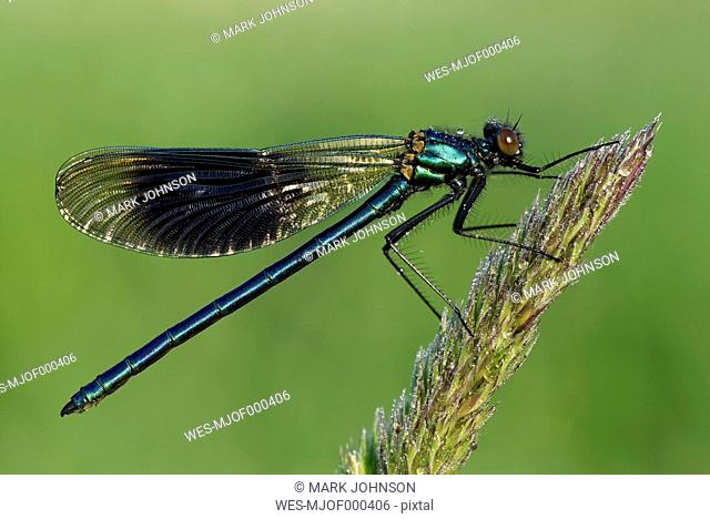 Banded demoiselle, Calopteryx splendens, sitting on grass in front of green background