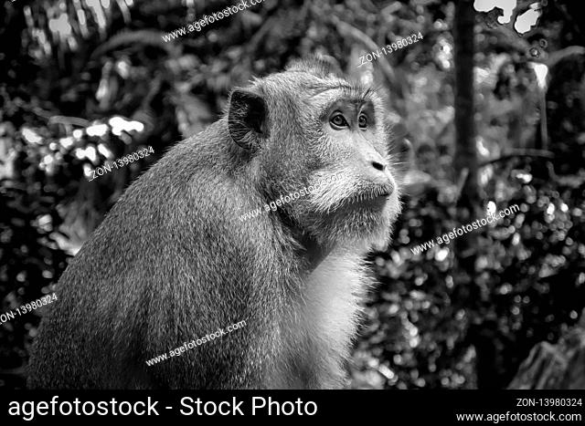 Monkey in the sacred Monkey Forest, Ubud, Bali, Indonesia