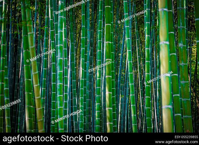 Kyoto Arashiyama bamboo forest. Shooting Location: Kyoto