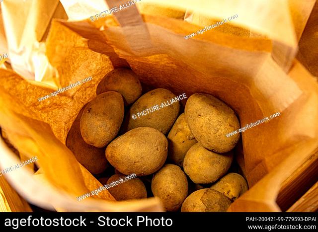 16 April 2020, Saxony, Wurzen: Ballerina (solid boiling). The potato (Solanum tuberosum), also known as earth apple in parts of Germany, Austria and Switzerland