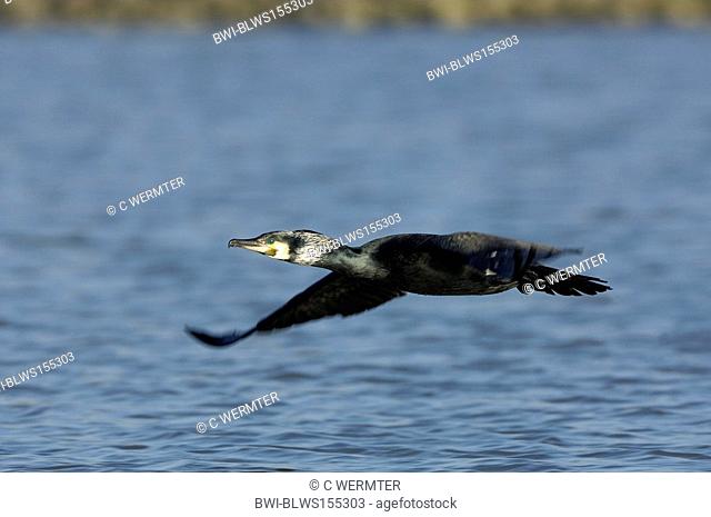great cormorant Phalacrocorax carbo, adult with breeding plumage, flying, Germany, North Rhine-Westphalia