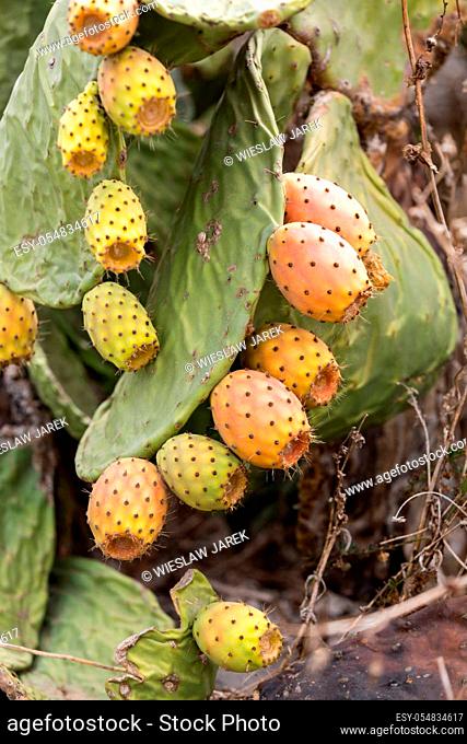 Opuntia ficus-indica is a species of cactus that has long been a domesticated crop plant important in agricultural economies throughout arid and semiarid parts...