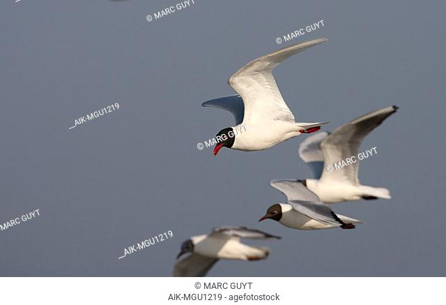 Adult Mediterranean Gull (Ichthyaetus melanocephalus) in flight with three Common Black-headed Gulls near their colony in the Netherlands