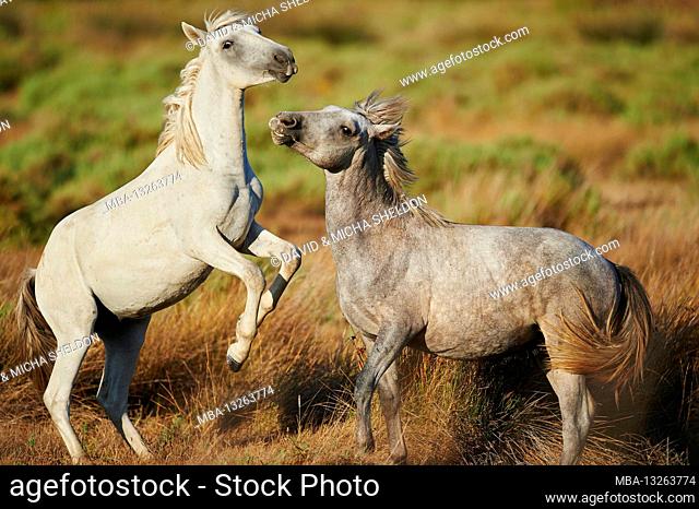 Camargue horses (Equus caballus), field, stand, bowl