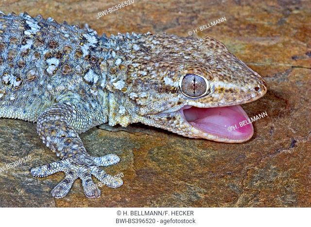 Common wall gecko, Moorish gecko, Moorish Wall Gecko, Salamanquesa, Crocodile gecko, European common gecko, Maurita naca gecko (Tarentola mauritanica), portrait