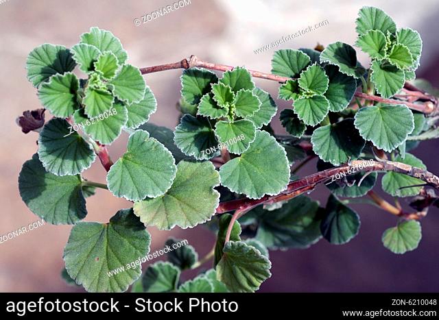 Kapland-Pelargonie; Pelargonium sidoides;