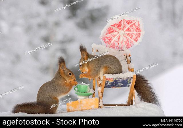 close up of red squirrel standing on a chair with another squirrel with a cup