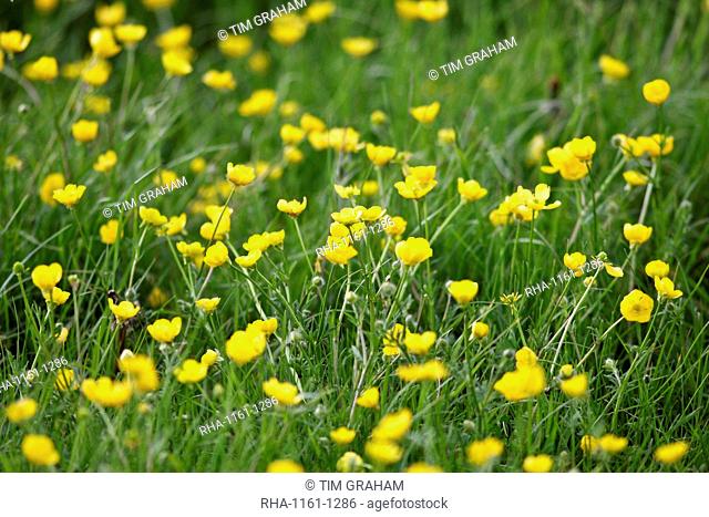 Buttercups growing in a meadow, Oxfordshire, Cotswolds, England