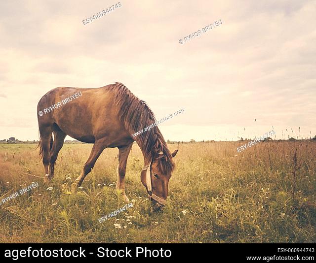 Horse Outdoors Standing In Field