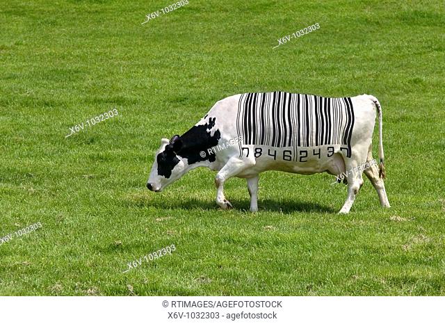 Concept image of a dairy cow with a barcode for markings