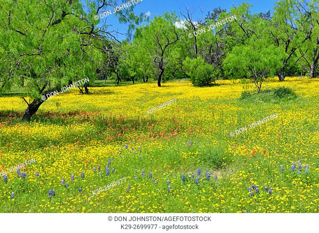 Fields of wildflowers and spring mesquite trees, Burnet County, Texas, USA