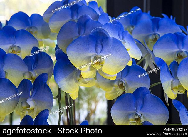 Orchids in the colors of the Ukrainian flag produced by Symon Biotech company displayed at the headquarters of company during Taiwan International Orchid Show...