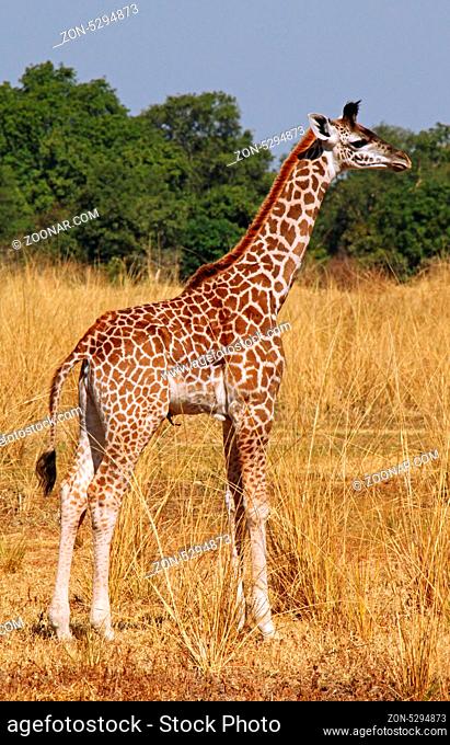 Giraffe im South Luangwa Nationalpark, Sambia; Giraffe at South Luangwa National Park, Zambia; Giraffa camelopardalis