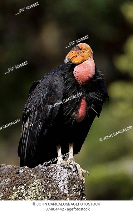 California Condor-Gymnogyps californianus-Utah-Endangered species-first reintroduced to Arizona in 1996 -Now breeding in the wild in the Grand Canyon-Vermillion...