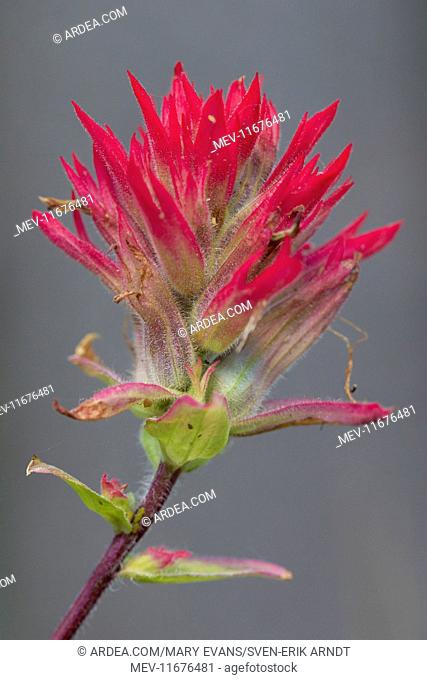 Red Indian Paintbrush flowering