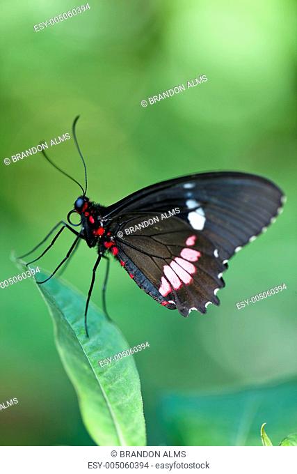 Central American Cattleheart Butterfly