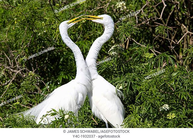 A pair of Great Egret or American Egret at Gatorland in Orlando Florida