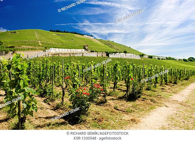 grand cru vineyard, L'Hermitage, Rhone-Alpes, France