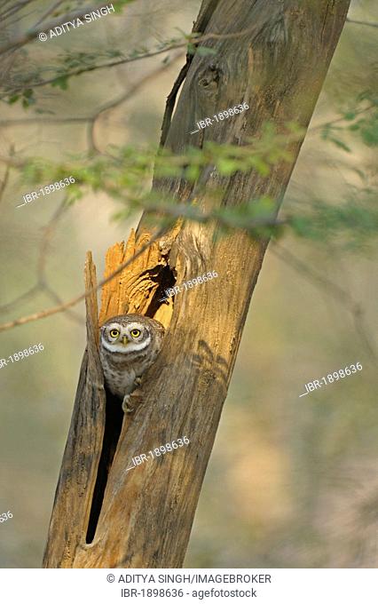 Spotted Owlet (Athene brama), Ranthambore National Park, Rajasthan, India, Asia