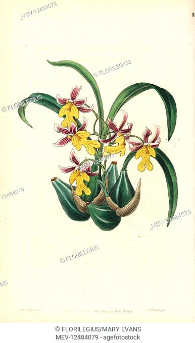 Oncidium ghiesbreghtianum orchid (Mr. Warner's toothtongue, Odontoglossum warneri var. purpuratum). Handcoloured copperplate engraving by George Barclay after...