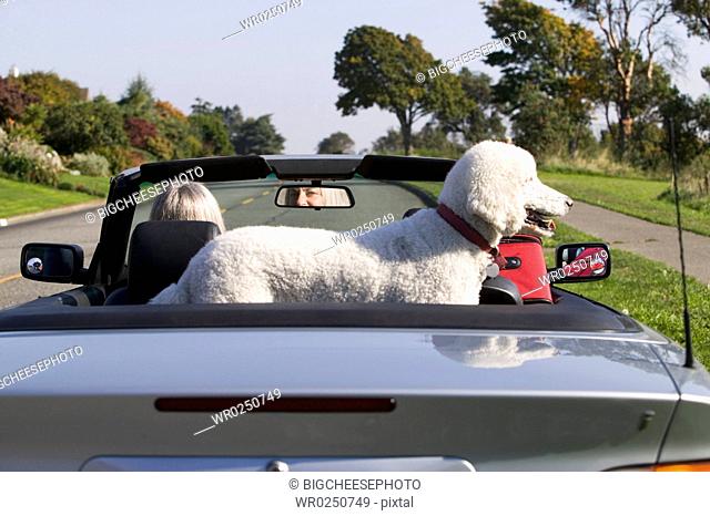 Woman and dog in convertible