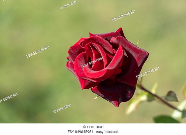 Red Rose growing in Romania