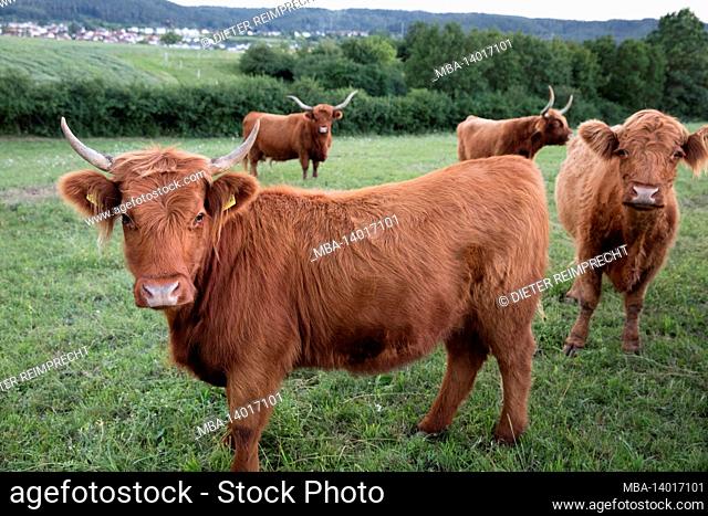 cow, cows, scottish highland cattle, shaggy fur, long horns, herd, highland cattle