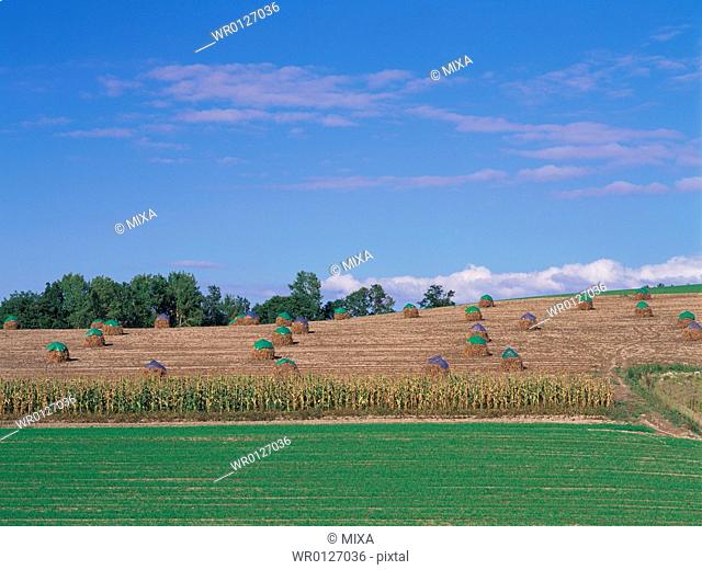 Soybean field after harvest, Hokkaido, Japan