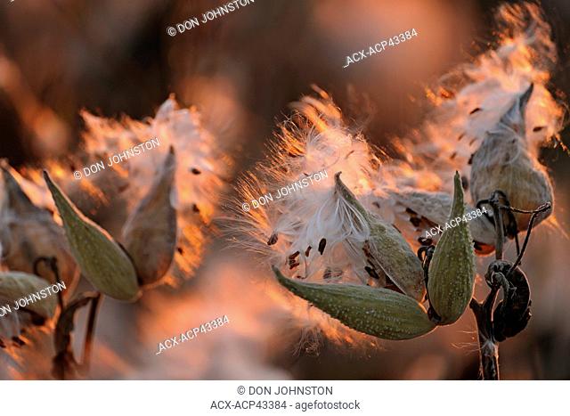 Common milkweed Asclepias syriaca Bursting seed pods, Manitoulin Island, Ontario, Canada