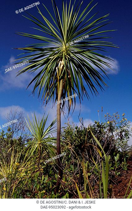 Iliau (Wilkesia gymnoxiphium), Asteraceae, Kauai, Hawaii, Stati Uniti