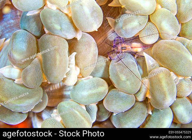 Coral Commensal Shrimp, Bubble Coral Shrimp, Vir philippinensis, Lembeh, North Sulawesi, Indonesia, Asia