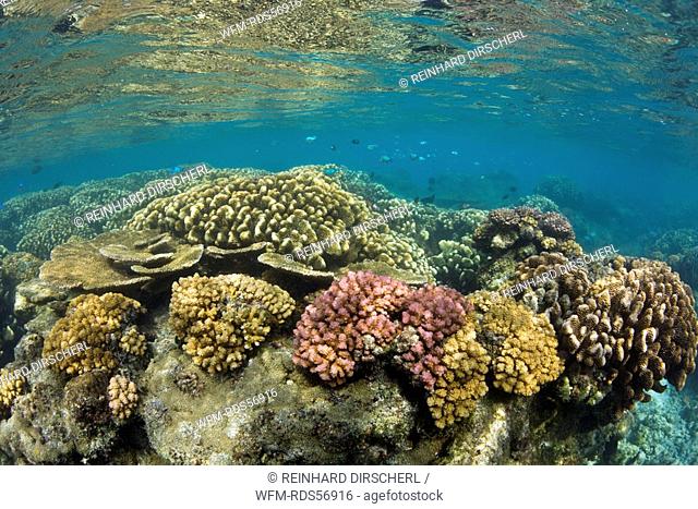 Pristine Corals in Bikini Lagoon, Bikini Atoll, Micronesia, Pacific Ocean, Marshall Islands