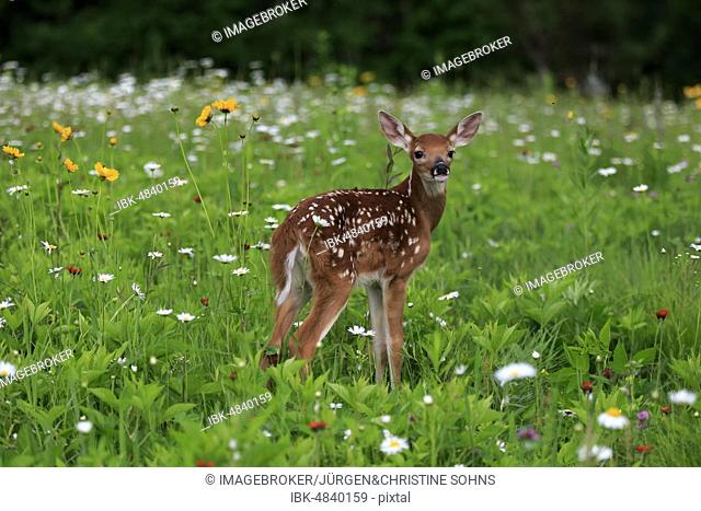 White-tailed deer (Odocoileus virginianus), young animal, ten days, standing in flower meadow, Pine County, Minnesota, USA, North America