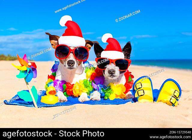 couple of two dog sitting close together wearing santa claus hat at beach on summer christmas vacation holidays, on a honeymoon retreat