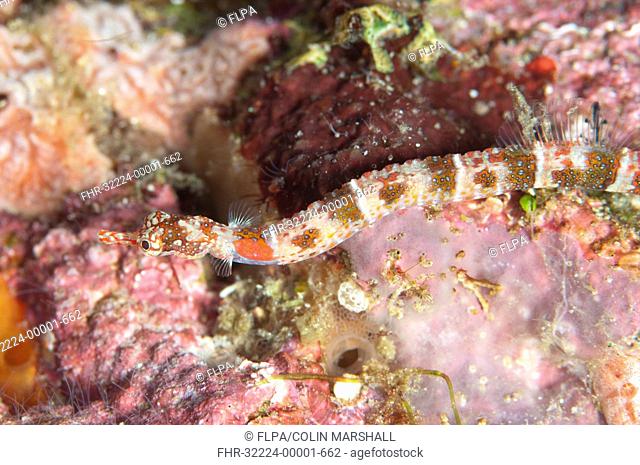 Orange-spotted Pipefish Corythoichthys ocellatus adult, swimming over coral, Penemu Island, Raja Ampat Islands Four Kings, West Papua, New Guinea, Indonesia