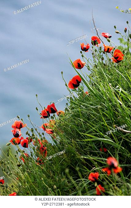 Red poppies on the bank of Sevan lake in Armenia