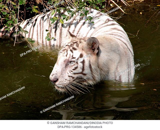 White Tiger in Nehru zoological park , Hyderabad , Andhra Pradesh , India,  Stock Photo, Picture And Rights Managed Image. Pic. DPA-PRG-134586 |  agefotostock