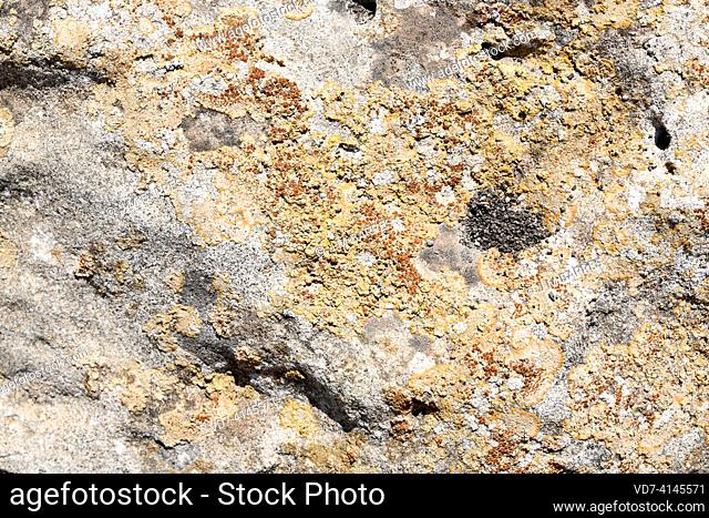 Caloplaca irrubescens is a crustose lichen. This photo was taken in Cabo de Gata Natural Park, Almeria, Andalusia, Spain
