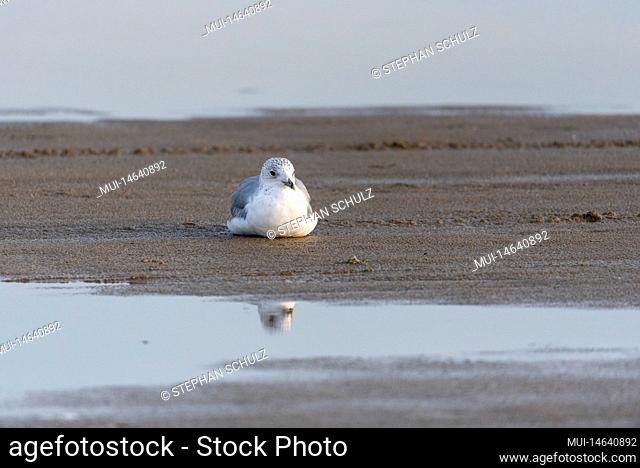Seagull, Vadehavet National Park, Lakok, Syddanmark, Denmark