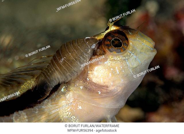 Fish parasite on Striped blenny, Anilocra physodes, Blennius rouxi, Lastovo Island, Adriatic Sea, Croatia