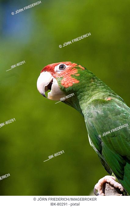 Portrait of a Parakeet Red-masked