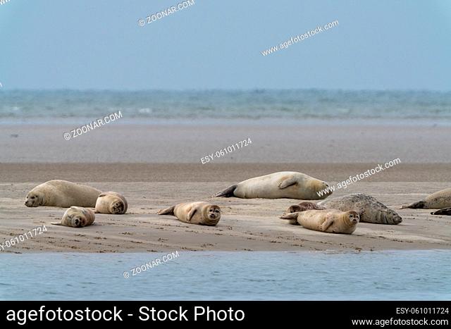 A colony of common seals basking in the sun on a sand bar in western Denmark