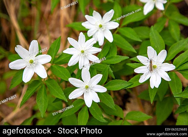 Wood anemone - anemone nemorosa - flowers in bloom with a little insect sitting on the flower