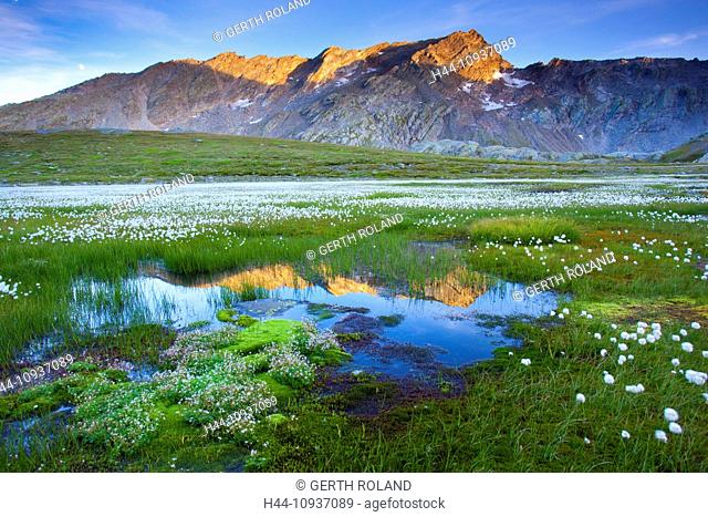 Laghetti Laiozz, Switzerland, Europe, canton, Ticino, Val del Coro, marsh scenery, scenery, cotton grass, blossom, cotton grass, morning mood